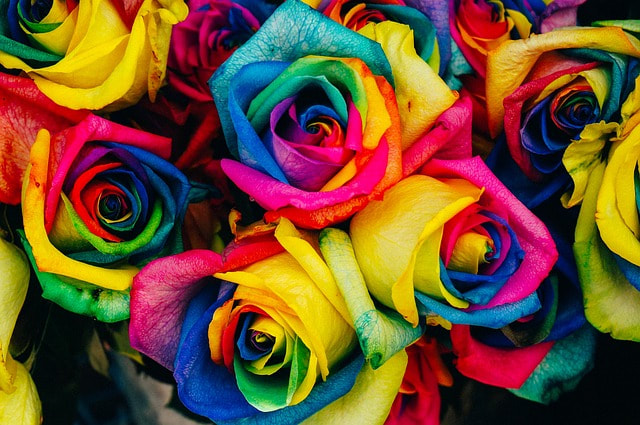colorful roses